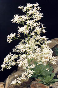 Chondrosea cotyledon var pyramidalis
